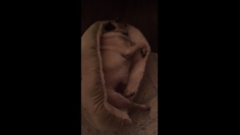This snoring pug is funny enough, but what the family cat does is even better!