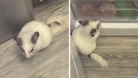 Hungry chinchilla opens up fridge to get a snack