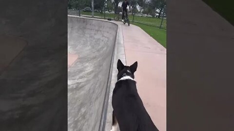 BMX vs DOG! * Tail Whip To Barspin Drop In* #short -Case Taylor