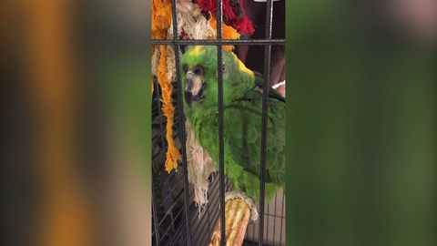 Parrot Parent Laughing Circle
