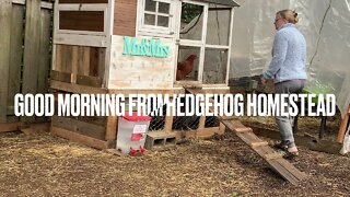 Morning chores on the Homestead March 29, 2021