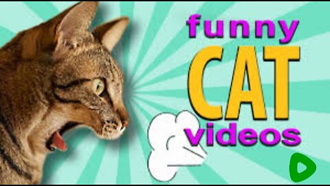 Cat Sports funny Video