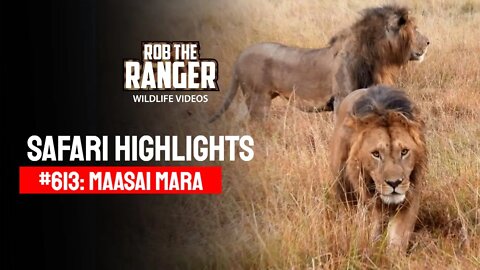 Safari Highlights #613: 13 - 14 August 2021 | Maasai Mara/Zebra Plains | Latest Wildlife Sightings