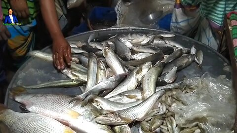 Today's wholesale price of Boal fish
