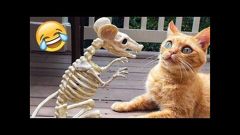 Best funny Animal videos of The 2023 🤣 - Funniest cats and dogs videos 😍🤣😂