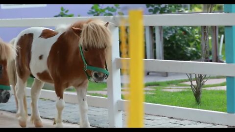 Miniature pony on a farm (2)