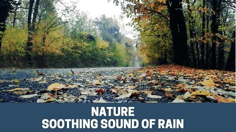 Relaxing Sound of Rain From The Forest [[sound of rain in nature]]Nature Soothing Sound of Rain