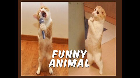 Animals are very funny 🤣🤣🤣