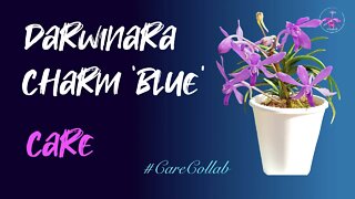 Darwinara Charm 'Blue' CARE | Mediterranean Climate | Leca & Self-Watering #CareCollab