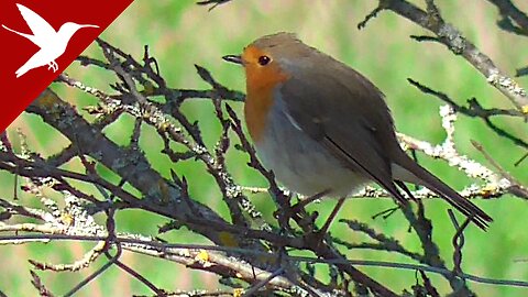 Robin redbreast (Erithacus rubecula) - Early Spring