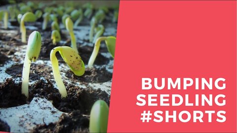 Bumping Up Seedlings // Gardening In Canada // #shorts