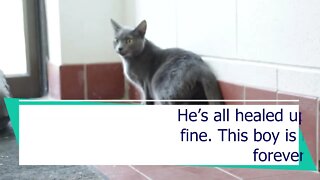 "Ford" - kitty tossed from moving car a month ago is ready for new home! | Niagara SPCA