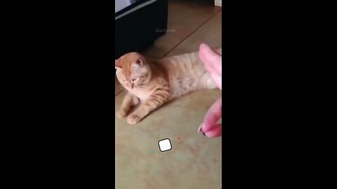 LOL-Worthy Funny Cat Moments 🐱 | Best Cute Cat Videos 🤣 #catshorts #cats #shorts