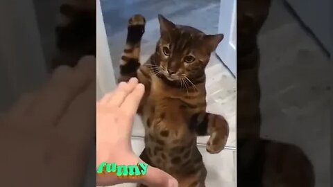 cute cat videos 😹funny videos 😂1228 😻#shorts @🏝 تفكر في خلق الله ﷻ 🏝