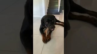 Rottweiler and his bone 🦴