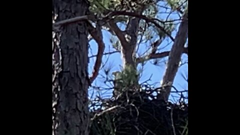 Bald eagles are sitting on eggs in Alabama