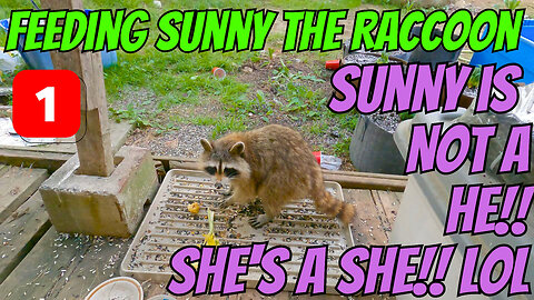 Come Watch Sunny The Raccoon Eat And Find Out If Sunny Is A Girl Or A Boy! Part 1