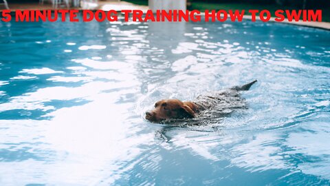 5 Minutes Dog Training How To Swim (Fast Results)