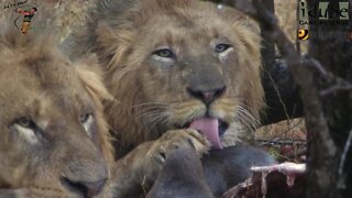 Male Lions And Their Breakfast Buffalo Get Wet In The Rain