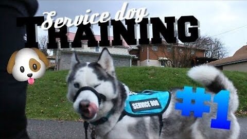 Service Dog Training #1 - The Basics!