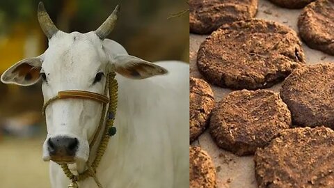 Cow Dung cake