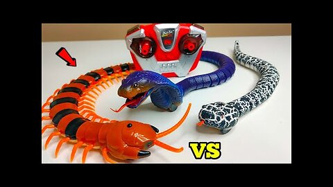 RC Tiger Centipede Vs RC King Cobra Vs RC Robo Chameleon Unboxing – Chatpat toy tv