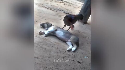 Funniest Animal 😂 2024 Funny Cat Dog 🐱🐶