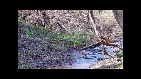 Songbirds bathing in stream on new Wildlife 1 Cam