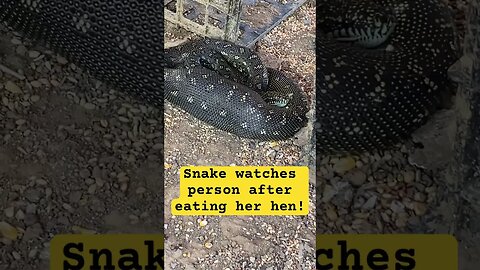 Snake quietly watches chicken owner take birds to safety after eating bird!