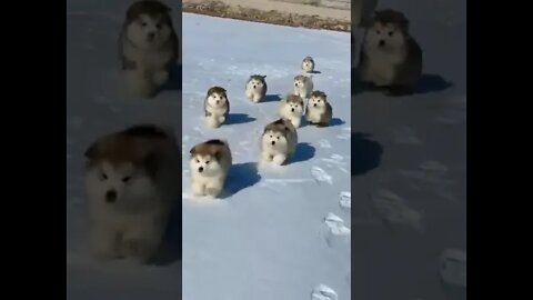 🐶 Alaskan Malamute puppies | playing in the snow 🐕