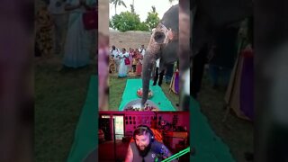 Elephant celebrates its own birthday!