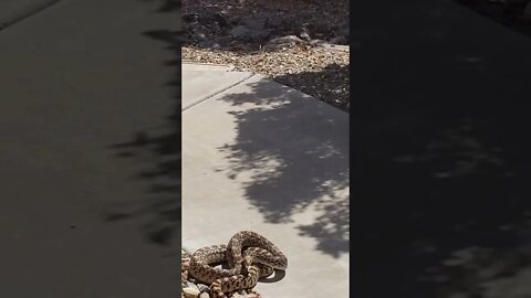 I go get my ladder out of my car, and this Gopher snake set up guard duty behind me