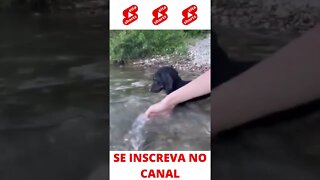 Cachorro brincando na água #shorts