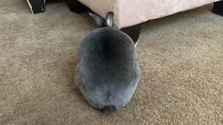 My rabbits tail is actually long and I’m DEAD! I had no idea.