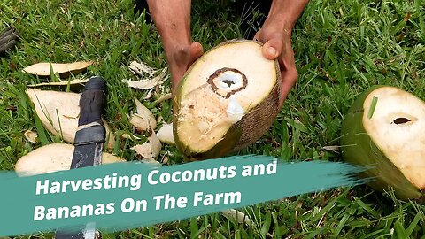 Harvesting Coconuts and Bananas On The Farm | Dr. Robert Cassar
