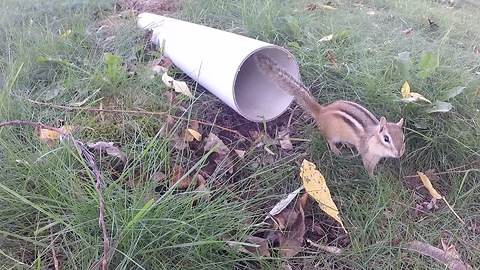 Chipmunk finds refuge in drain pipe from circling hawk