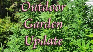 Outdoor Garden Update #MarsHydro #TSW2000 #RootedLeaf