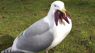 Seagull Tries To Eat A Big Starfish