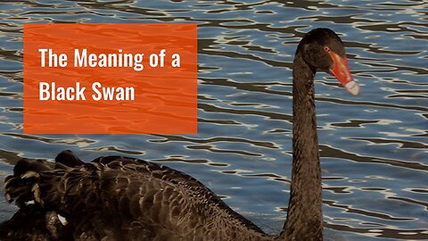 The Meaning of a Black Swan