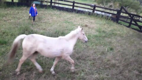 More round yard work pressure and release. She'll soon work out to turn her body and face me