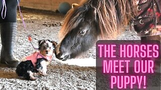 Introducing Our New Puppy To Our Herd Of Horses!