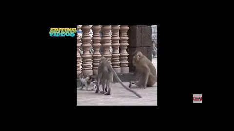 cat vs monkey fights