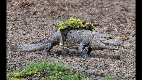 Mugger Crocodile Amnbushes Deer at Watering Hole | Planet Earth III | BBC Earth 🌍🌍