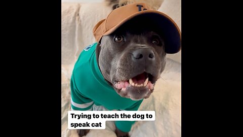 trying to teach the dog to speak cat😂😁