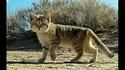 small wild sand cat thrives in sandy and stony deserts