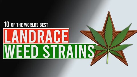 Ten of the worlds BEST CANNABIS Landrace Strains!