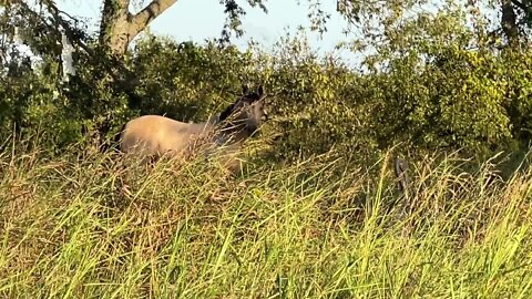 Horses Hiding In Bushes - Buddy & Ransom Playing Hide & Seek In Tall Grass