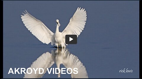 Lynard Skynyrd - FREE BIRD