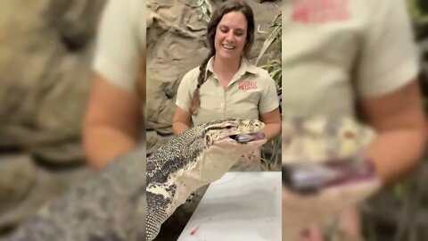 This giant asian water monitor really likes his crazy foods 🍣