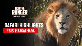 Safari Highlights #615: 18th August 2021 | Maasai Mara/Zebra Plains | Latest Wildlife Sightings